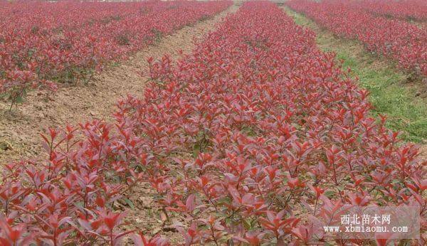 红叶樱花枝条