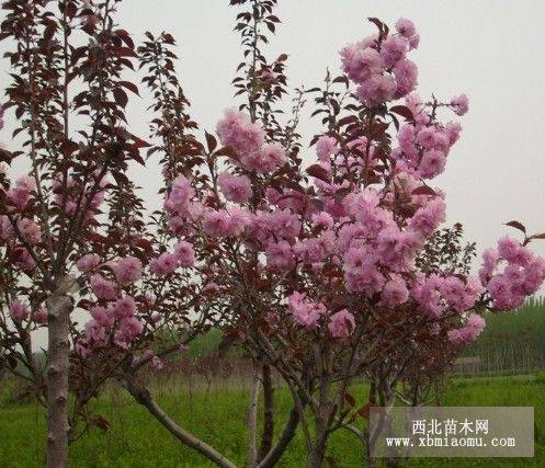 红叶樱花枝条