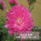 蓝翠菊红翠菊