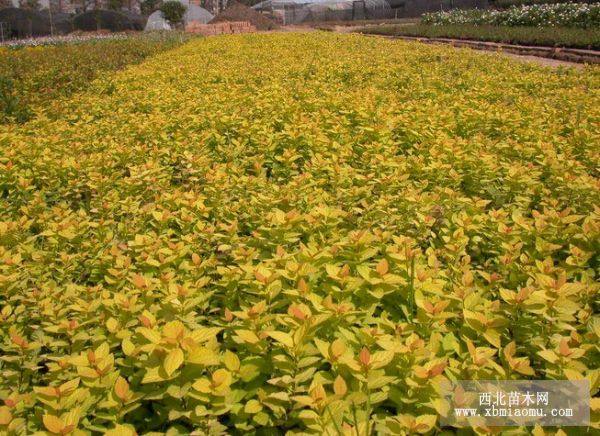 金山繡線菊