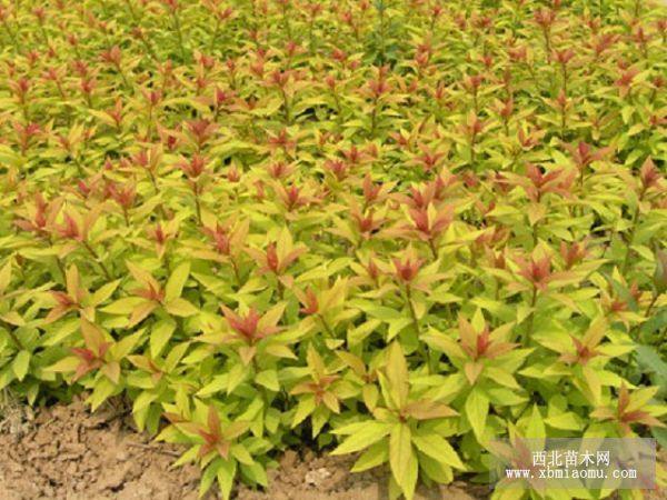 金山繡線菊