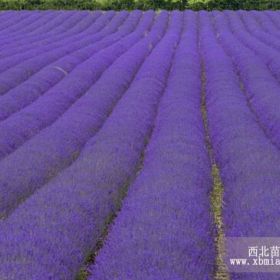 山东宿根薰衣草