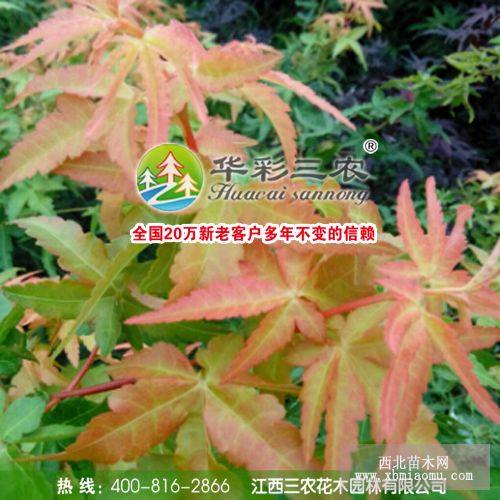 歐洲紅楓（三季黃