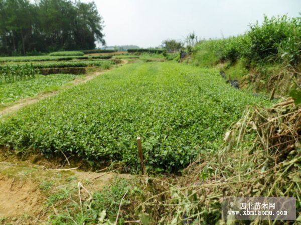 五指山茶苗