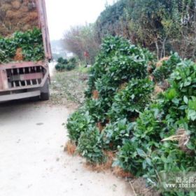 河南信阳茶苗基地、浉河区茶叶苗