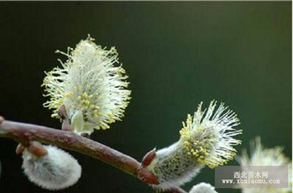 银芽柳