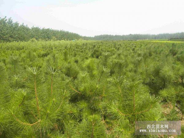 黑松 苗圃黑松 野生大黑松