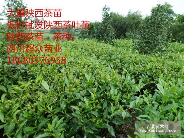 西鄉(xiāng)茶葉苗價格