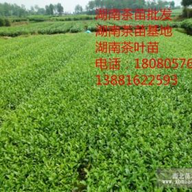 湖南茶叶苗批发、张家界茶叶苗批发