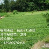 三江茶葉苗價格、廣西福鼎大白茶苗