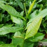 鎮(zhèn)江茶葉苗批發(fā)、連云港茶葉苗批