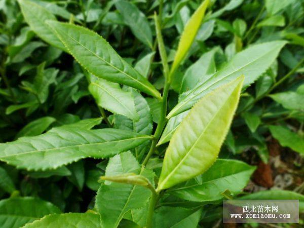 鎮(zhèn)江茶葉苗