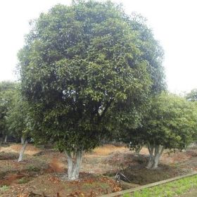 桂花，桂花树，大桂花，桂花基地