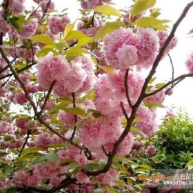 樱花，日本樱花，樱花树