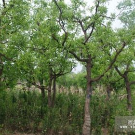 枣树,李子树，核桃树，山楂树