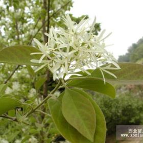 流苏树，流苏小苗，嫁接桂花用苗