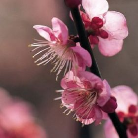 批发红梅，梅花,红梅基地