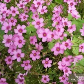 紫叶酢浆草 红花酢浆草 红花草