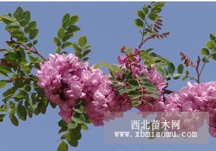 河北香花槐價(jià)格 嫁接香花槐價(jià)格