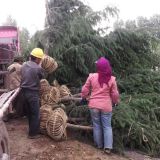 雪松价格 雪松苗圃价格