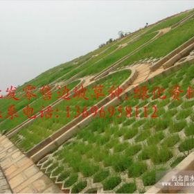 福建绿化草种草籽漳州绿化草种草籽