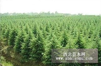 买 雪松 到永兴园林绿化苗木场