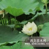 白洋淀野生植物種植園專門提荷花苗