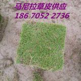 馬尼拉草行情【草皮每平米價格】