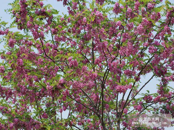 香花槐