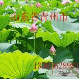 供應(yīng)荷花、睡蓮、梭魚草等水生植物