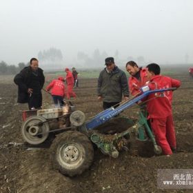 哪里批发草莓苗 草莓苗批发市场