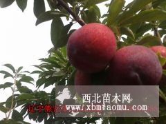 大紅袍李子苗望兒山苗圃大量培育