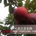 大紅袍李子苗望兒山苗圃大量培育