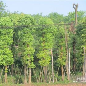 泸州香樟树、宜宾香樟树、自贡香樟