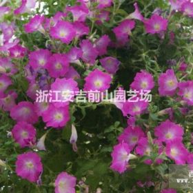 牵牛花