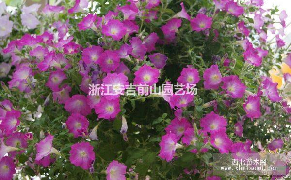 牵牛花