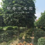 成高桿桂花|成都桂花哪家好|桂花