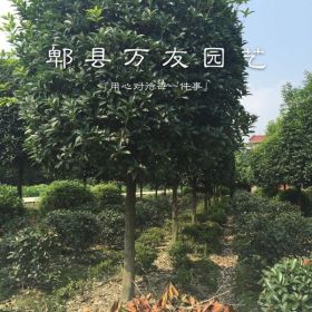 成高杆桂花|成都桂花哪家好|桂花