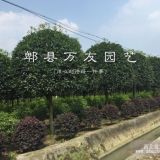 成都桂花|四川桂花|成都桂花批發(fā)