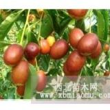 新品種果樹(shù)苗 寶葫蘆棗樹(shù)苗