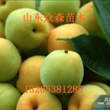 豐仁杏樹小苗價(jià)格  豐仁杏樹小苗批發(fā)