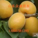 珍珠油杏樹苗價格