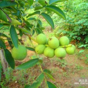 洛陽核桃苗種植基地  優(yōu)質(zhì)核桃苗