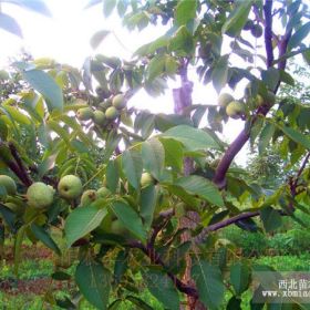 駐馬店核桃苗品種  核桃苗種植基