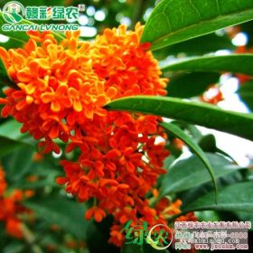 狀元紅桂　優(yōu)質桂花苗木　綠化苗木