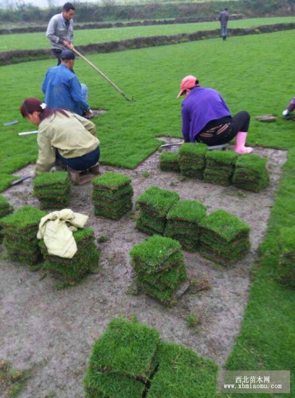 衡阳马尼拉草皮