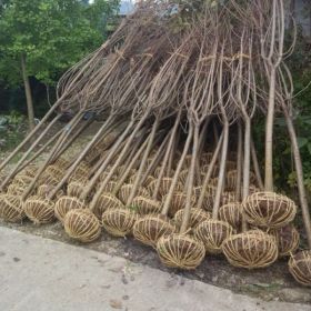 价格合理的四川樱花直销种植户