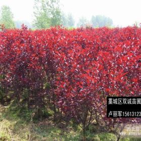 紫葉李出售，紫葉李價格，太陽李