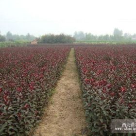 河北哪里有賣(mài)紫葉李小苗的基地