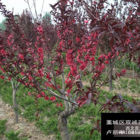 紅葉碧桃價(jià)格，石家莊藁城雙誠苗圃